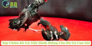 Top Chiến Kê Ưu Việt Dành Riêng Cho Đá Gà Cựa Sắt