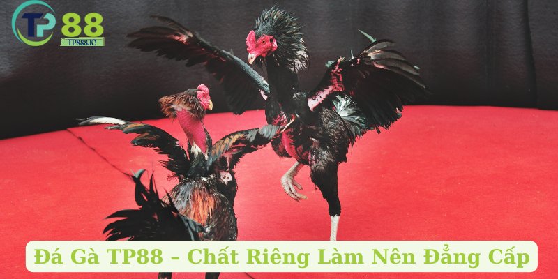 Đá Gà TP88 – Chất Riêng Làm Nên Đẳng Cấp