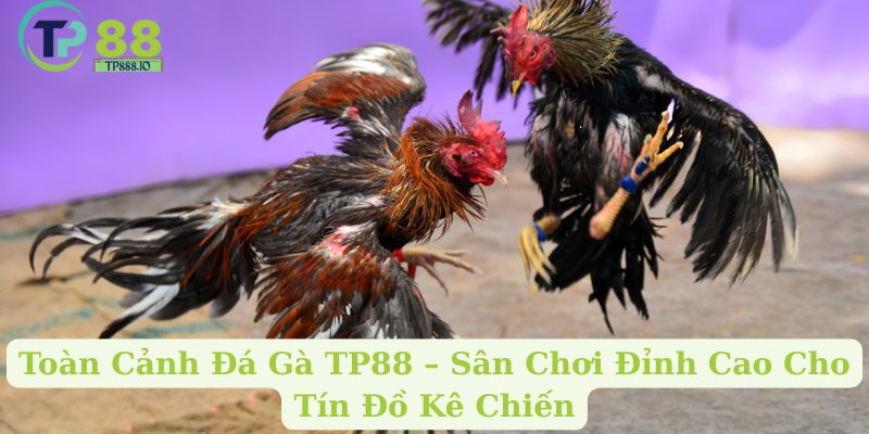 Toàn Cảnh Đá Gà TP88 – Sân Chơi Đỉnh Cao Cho Tín Đồ Kê Chiến