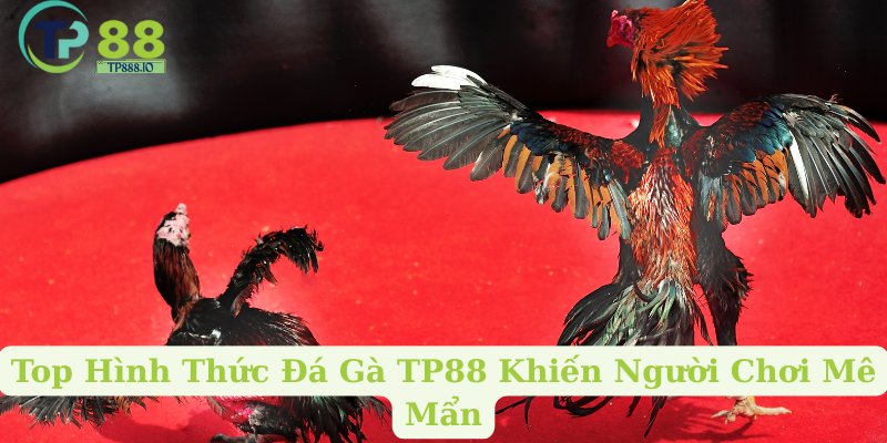 Top Hình Thức Đá Gà TP88 Khiến Người Chơi Mê Mẩn
